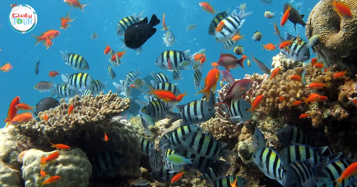 Coral Bay Nha Trang – A Marine Wonderland of Living Wonders