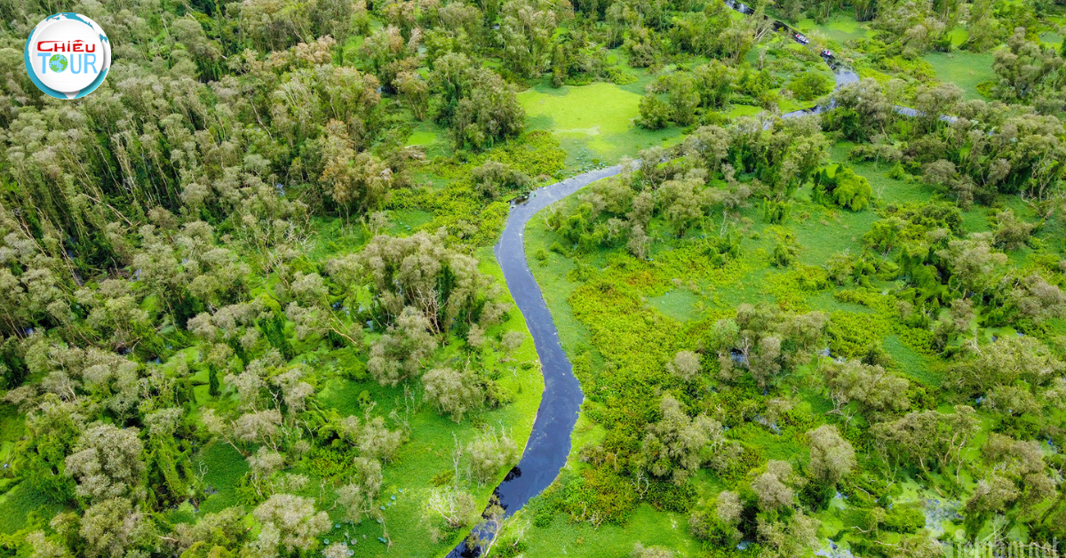 TRA SU CAJUPUT FOREST