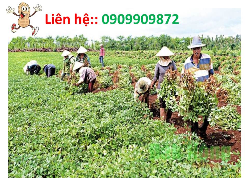  đậu phộng sấy Củ Chi và đậu phộng rang Củ Chi. 