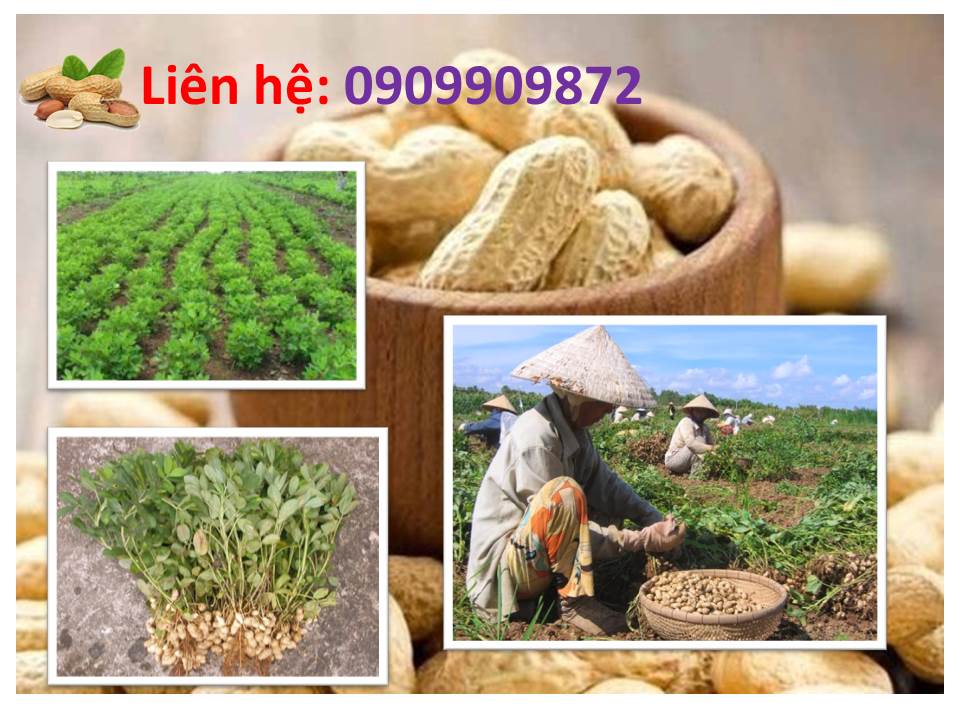Chuyên cung cấp đậu phộng Củ Chi tại Tân Bình