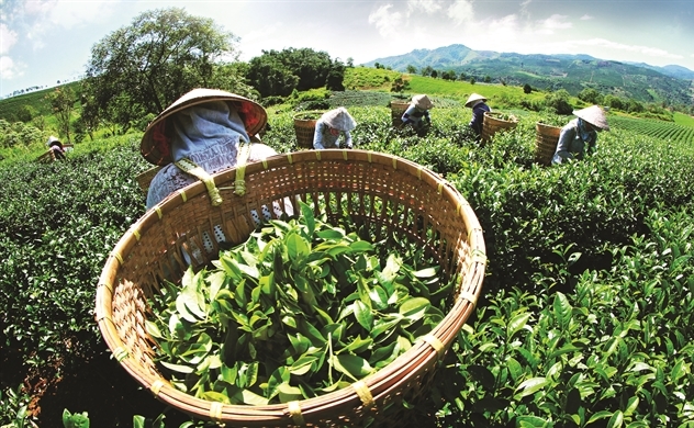 Trà được trồng trên đất Thái Nguyên