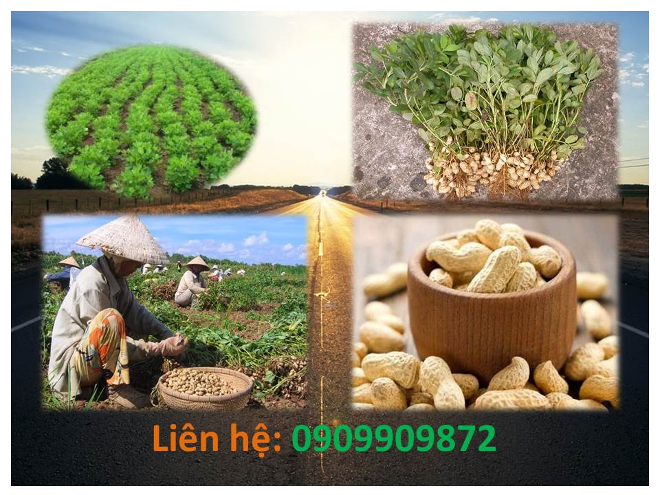 Chuyên cung cấp đậu phộng Củ Chi tại quận Tân Phú