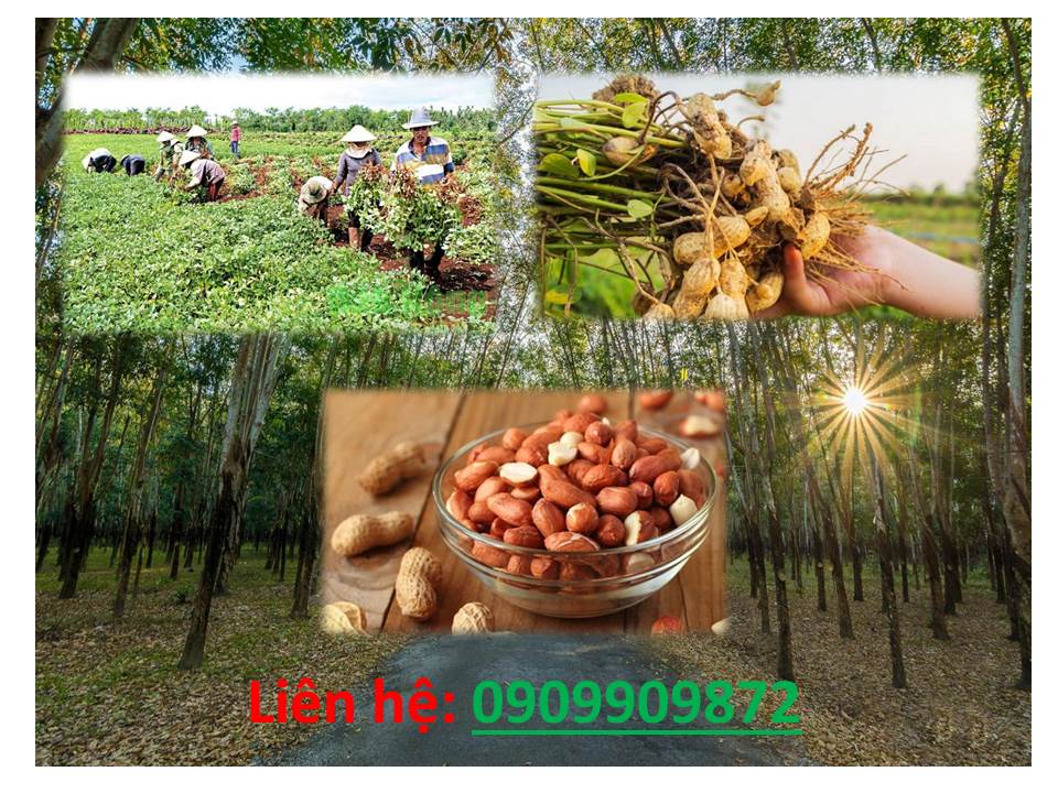 Chuyên cung cấp đậu phộng Củ Chi tại quận Tân Phú
