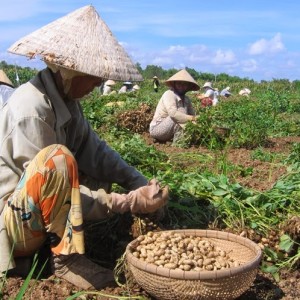 Chuyên cung cấp đậu phộng Củ Chi tại quận Gò Vấp