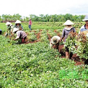Chuyên cung cấp đậu phộng Củ Chi tại quận Phú Nhuận