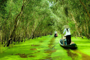 Khám phá U Minh Thượng - Vẻ đẹp hoang sơ của vùng Đồng Bằng Sông Cửu Long